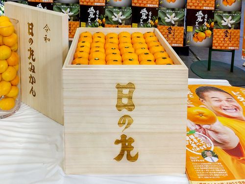 東京大田市場の初競りで、100万円で落札された日の丸みかん