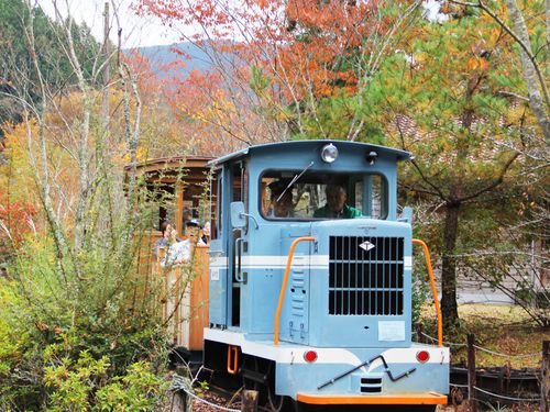 魚梁瀬地区では実際に走っていた森林鉄道が動態保存されています。乗車体験や運転体験もできますよ！