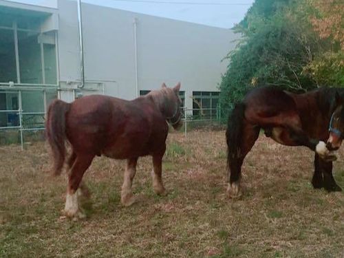 NCL奥大和ではビールや馬のプロジェクトもスタート！コワーキング事務所の隣に馬が