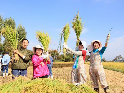 町民手作り田んぼアート活動の様子
