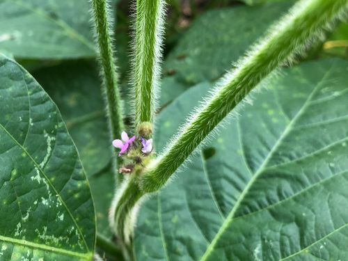 八鹿浅黄大豆の花