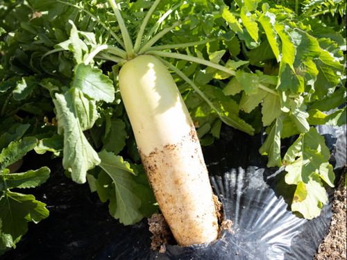 農家に野菜づくりを続けてもらいたい想いから、全て県内産の野菜にこだわっている。
