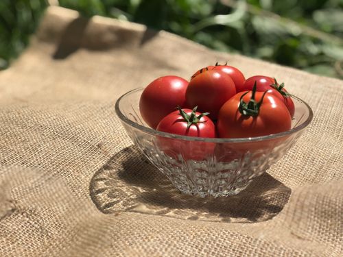 真っ赤なトマトは、下川の短い夏の風物詩