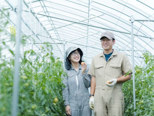 睦良田（むらた）さんご夫妻も、研修制度を利用した後、農家さんとして独立。［小さいころに食べた下川のおいしいフルーツトマトを自分の手で作りたい～　http://shimokawa-life.info/interview/interview-vol11/ ］