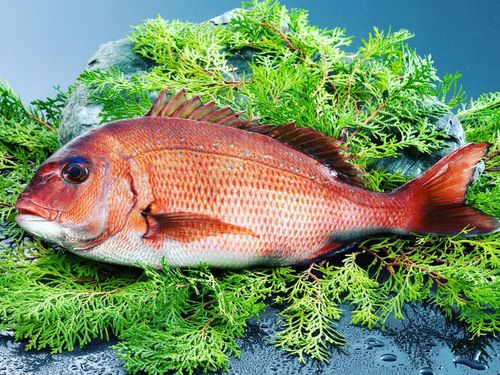 まちの魚「鯛」