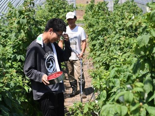 収穫指導する金澤さんと協力隊大和田君