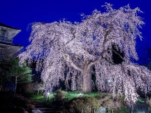 樹齢約300年の浄専寺のしだれ桜のライトアップ