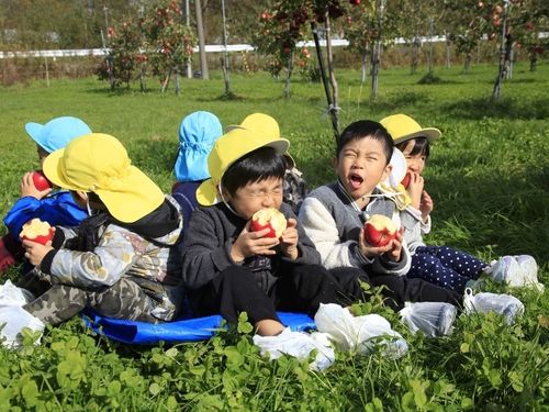 子供たちに人気のリンゴ狩り