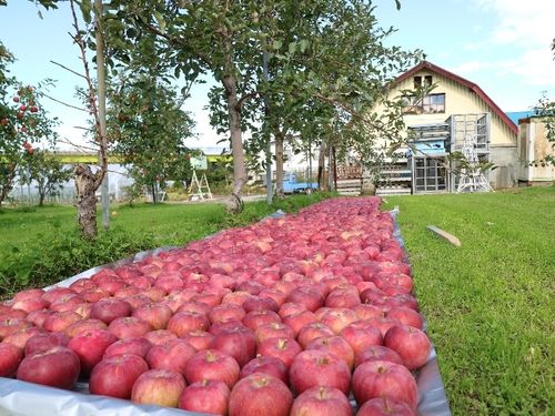 深川市は北海道でも有数の「りんご」の産地です