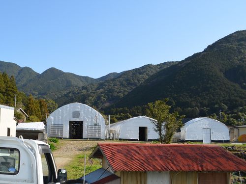 ３棟並んだ椎茸ハウス