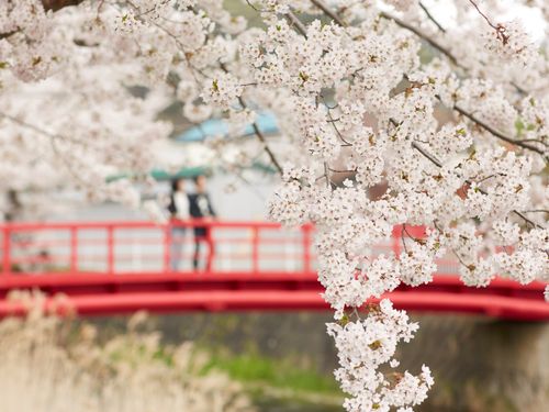 壮瞥川から見える桜