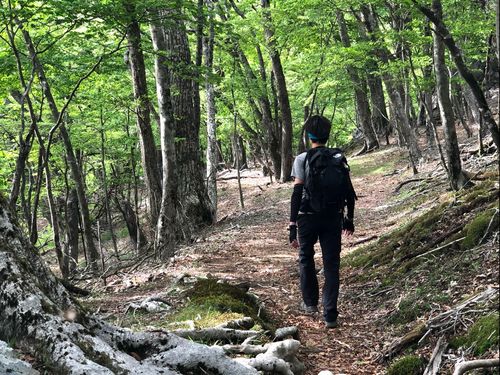 原生のブナ林が広がる