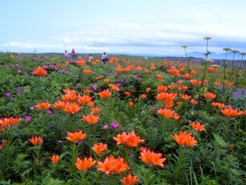 ワッカ原生花園