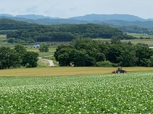 初夏にはじゃがいもの花が一斉に咲いてきれいです。