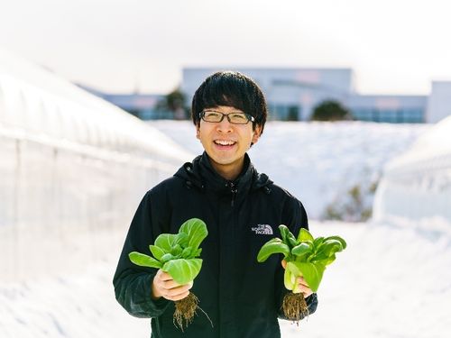 昨年末、このハウスで初の作物となる葉物野菜を収穫しました。
