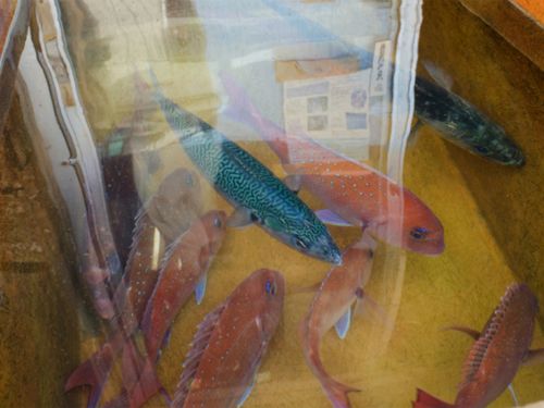 島の魚たちはとても美味しく、もっと商品開発したいと思っています！