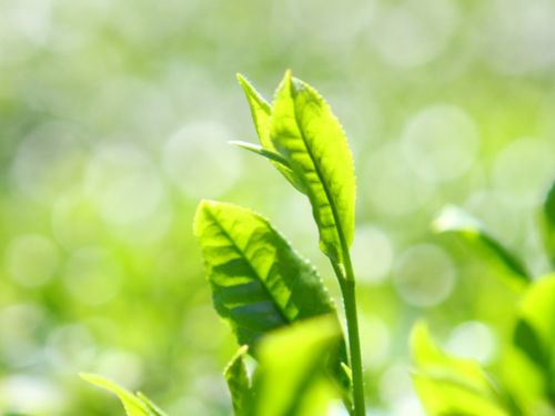 実はお茶日本一です。年中無休で温かいお茶を飲んでます。