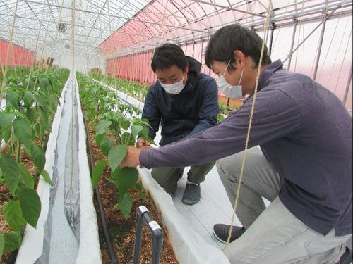 栽培技術の指導