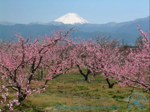 日本有数の果樹産地！