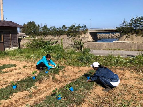 食・畑プロジェクトでは、環境に負荷をかけない農業に取り組んでいます