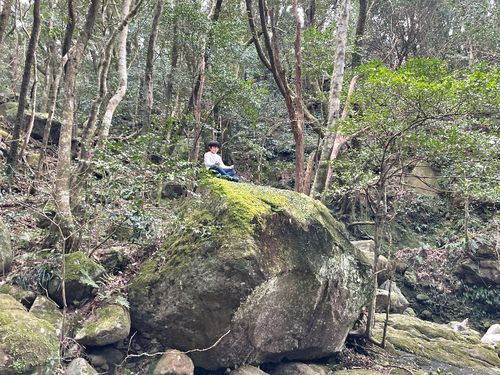 イルカだけじゃない！緑に癒やされる島でもあります。