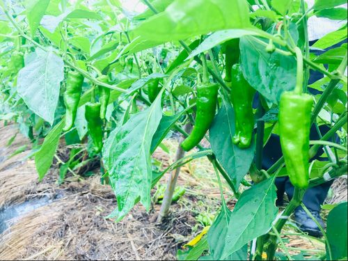 大和高原で獲れる野菜は美味しい！