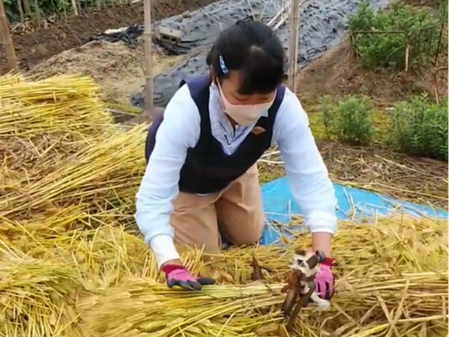 東京から移住され、日々勉強中の田口さん