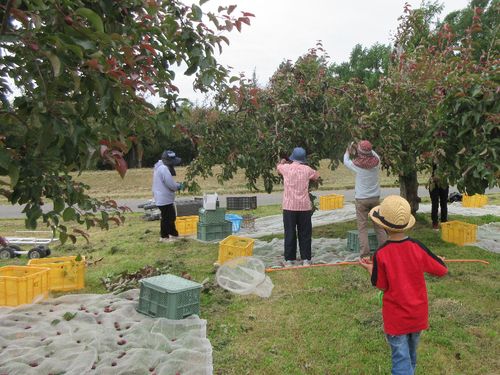子どもを遊ばせながら農作業している風景