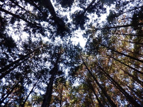手入れされた木々を見上げると