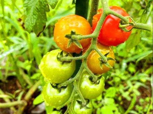 荒沢小で育てている野菜たちです！