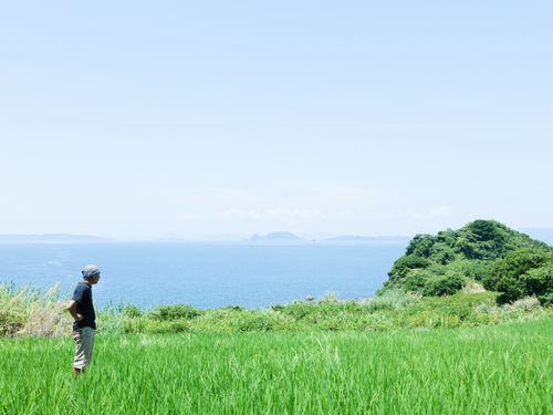 潮風が渡る半島の田んぼで