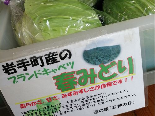 ブランドキャベツ春みどり、東北１の出荷量を誇ります。