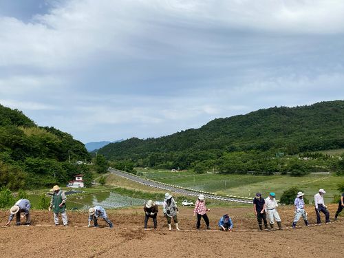 毎年景観づくりのため大波地区の方々がひまわりの種を蒔きます。子どもから大人までみんなで参加する大事なイベント。