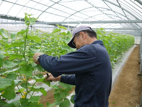 農業：メロンの受粉作業中