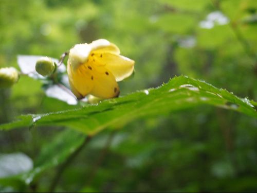 絶滅危惧2類に指定されているキレンゲショウマ
