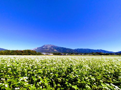 そば畑と伊吹山