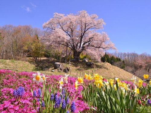 春の古殿（県桜番付横綱の越代の桜）