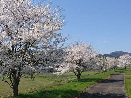 春の桜づつみを散歩するもよし