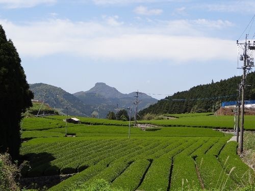 むこうまで全部茶畑！（茶団地）