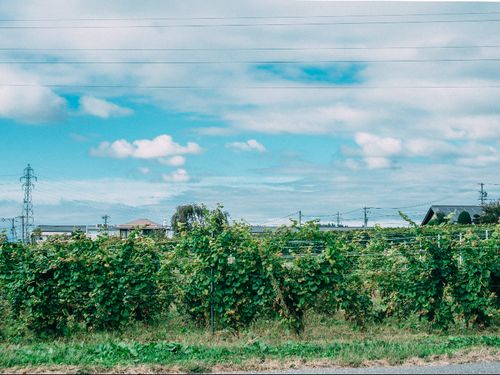夏の終わりの葡萄畑。塩尻市は葡萄や林檎などの果樹の畑や、レタスなどの大きな畑が北アルプスを背景に広がります。街も自然もあるのです