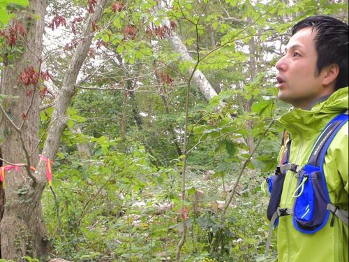 森林コンダクターとして、山の下草刈りに