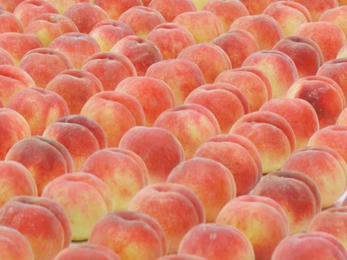 献上桃🍑を選びます。色・形・大きさ全てがパーフェクトです！