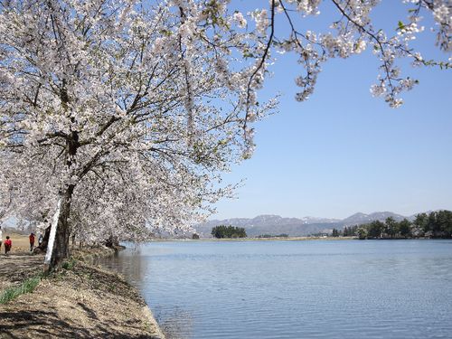 春は湖畔周辺の桜並木