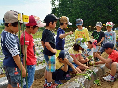 食育の体験プロブラムの様子。収穫したお野菜は給食にも使用します