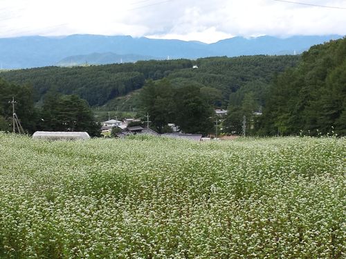 昨年８・９月は一面にそばの花が美しい景色を作り出します