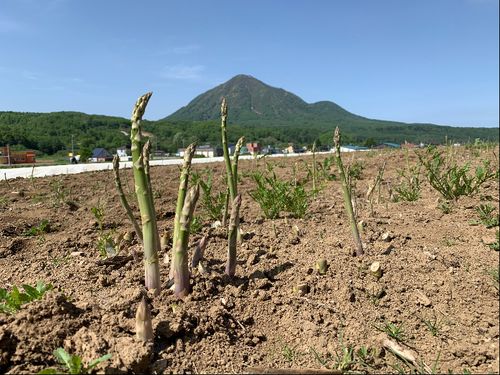 アスパラ栽培の発祥の地として有名です。