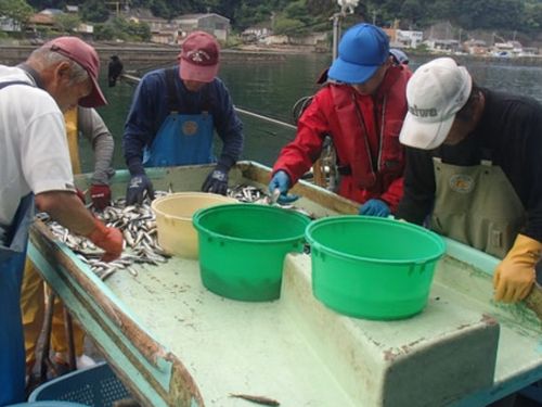 水揚げした魚の選別