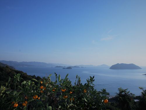 柑橘園地（農業振興型）