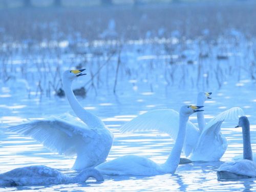 瓢湖の白鳥