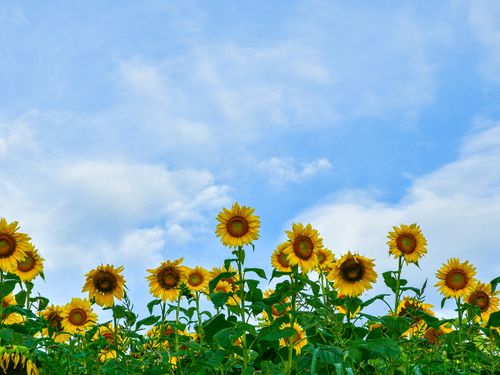 毎年、伏馬山の山裾に約25万本のひまわりが咲き乱れます。